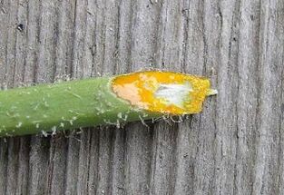 pros and cons of removing warts with celandine herb juice